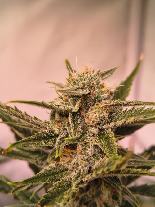 DNA Cake Autoflower unter Sanlight. Week 5