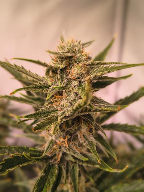 DNA Cake Autoflower unter Sanlight. Week 5