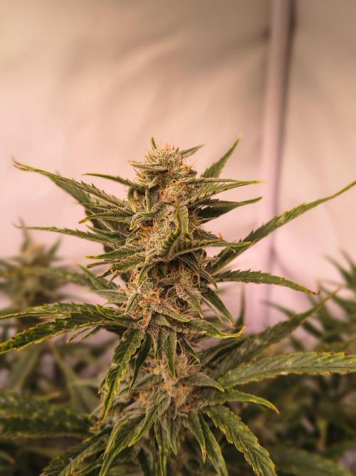 DNA Cake Autoflower unter Sanlight. Week 5