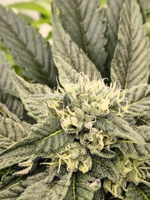 HG23 Michael – Elite DNA Genetics. Week 6