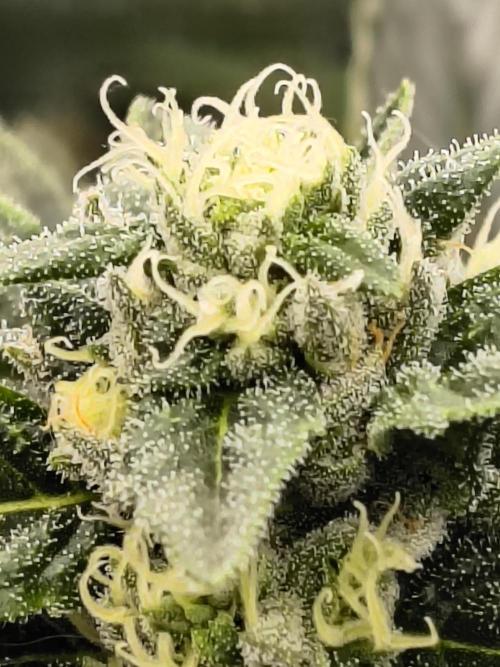 HG23 Michael – Elite DNA Genetics. Week 6