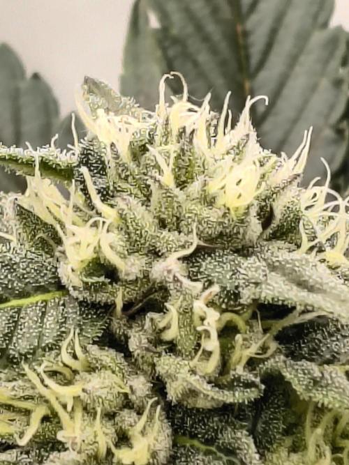 HG23 Michael – Elite DNA Genetics. Week 6