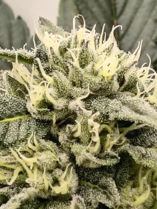 HG23 Michael – Elite DNA Genetics. Week 6