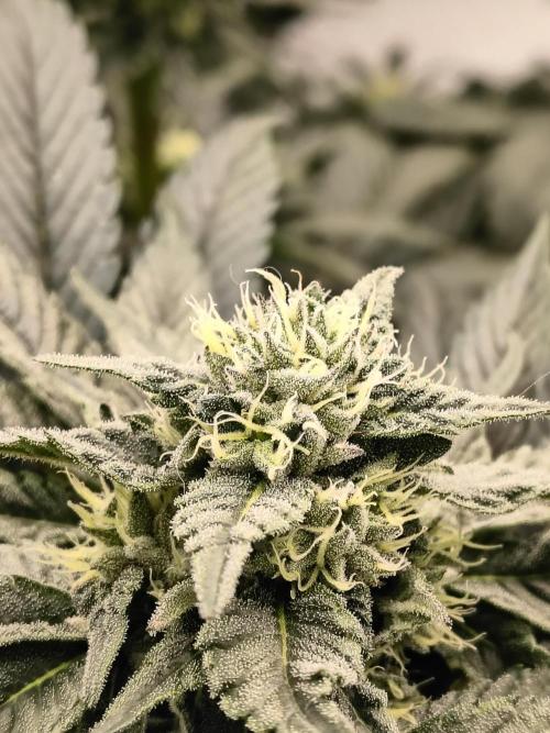 HG23 Michael – Elite DNA Genetics. Week 6