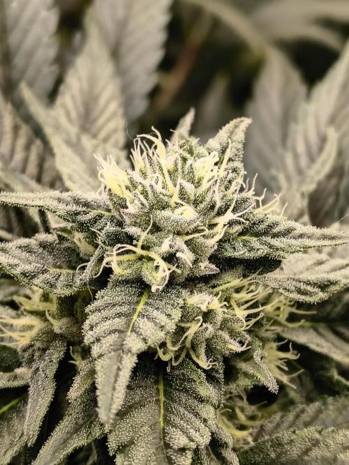 HG23 Michael – Elite DNA Genetics. Week 6