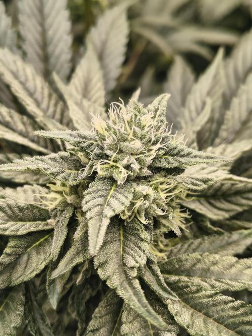 HG23 Michael – Elite DNA Genetics. Week 6