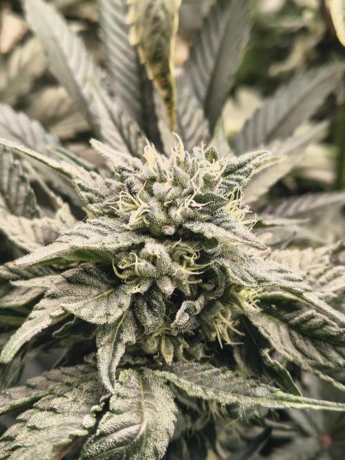 HG23 Michael – Elite DNA Genetics. Week 6