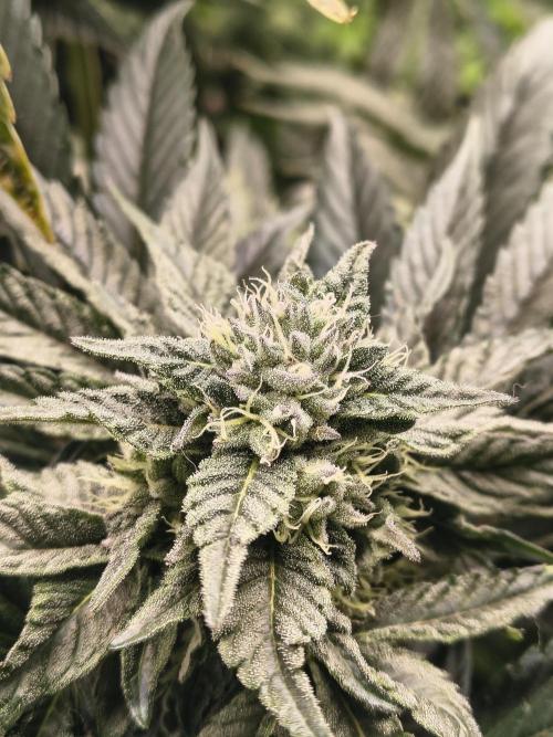 HG23 Michael – Elite DNA Genetics. Week 6