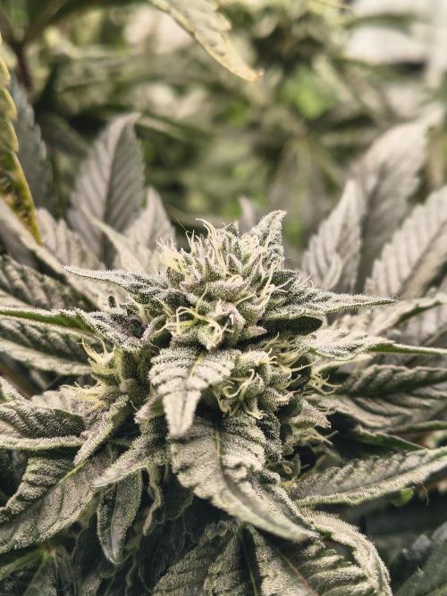 HG23 Michael – Elite DNA Genetics. Week 6