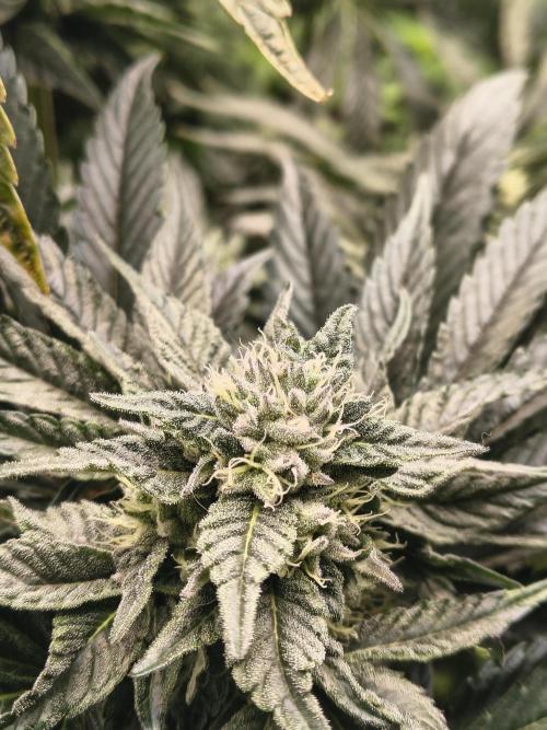 HG23 Michael – Elite DNA Genetics. Week 6