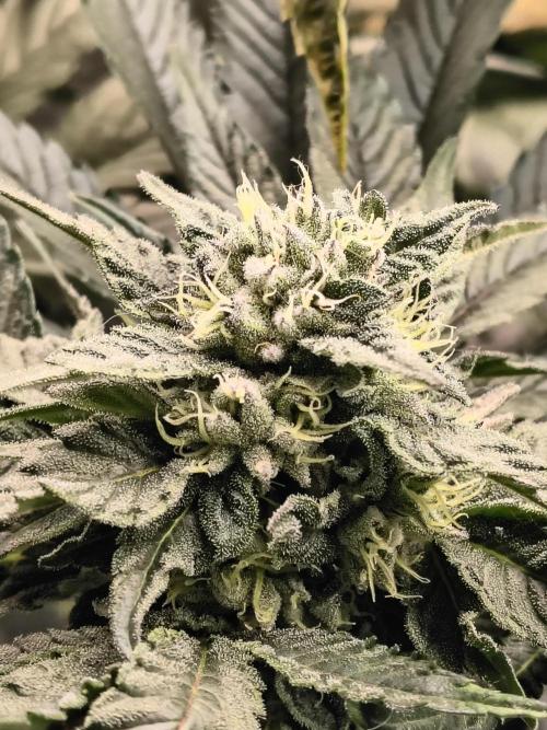 HG23 Michael – Elite DNA Genetics. Week 6