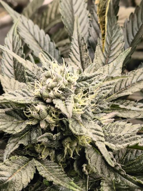 HG23 Michael – Elite DNA Genetics. Week 6