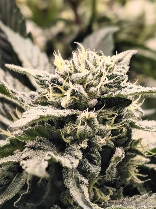 HG23 Michael – Elite DNA Genetics. Week 6