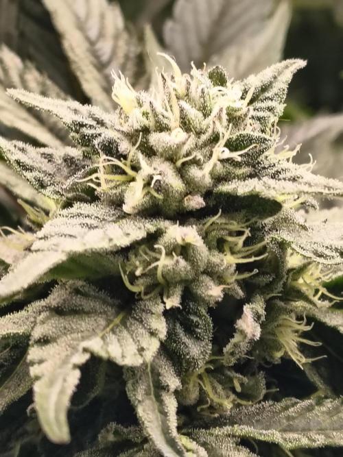 HG23 Michael – Elite DNA Genetics. Week 6