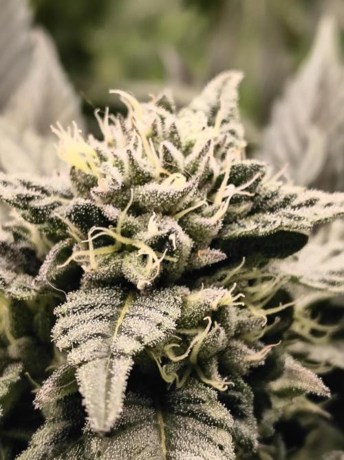 HG23 Michael – Elite DNA Genetics. Week 6