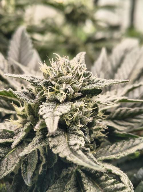 HG23 Michael – Elite DNA Genetics. Week 6