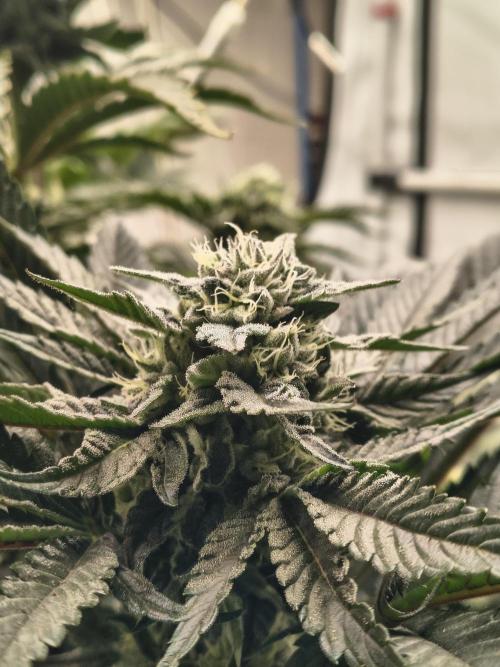 HG23 Michael – Elite DNA Genetics. Week 6