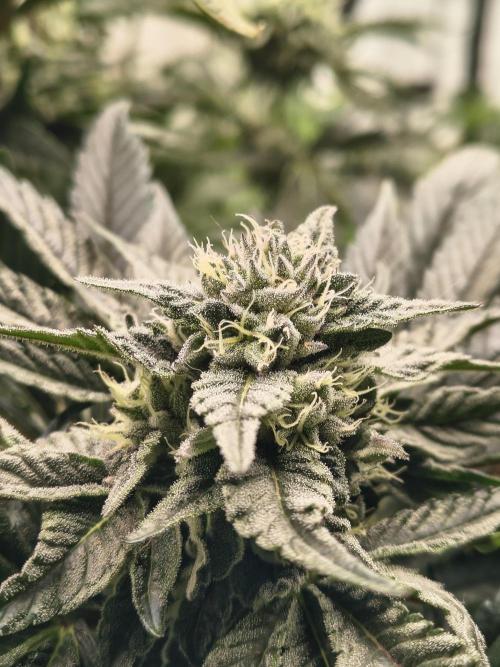 HG23 Michael – Elite DNA Genetics. Week 6