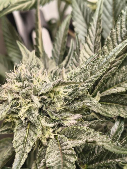 HG23 Michael – Elite DNA Genetics. Week 6