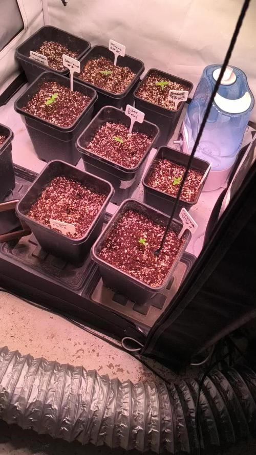 ETHOS GENETICS CRESCENDO RBX1 GROWSHOP