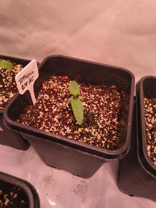 DNA GENETICS SNACK PACK ATHENA AG. Week 1