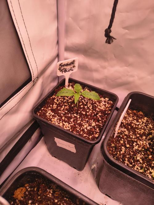 DNA GENETICS SNACK PACK ATHENA AG. Week 1 - Homogener wuchs
