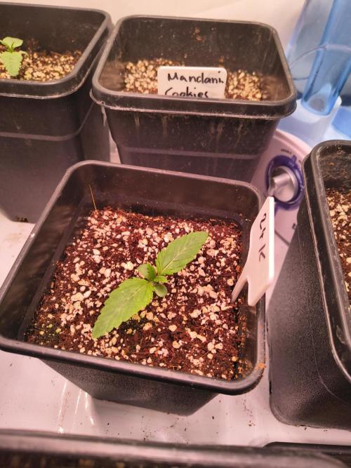 DNA GENETICS SNACK PACK ATHENA AG. Week 1