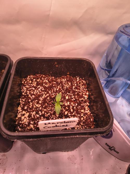 ETHOS GENETICS CRESCENDO RBX1 GROWSHOP. Week 1