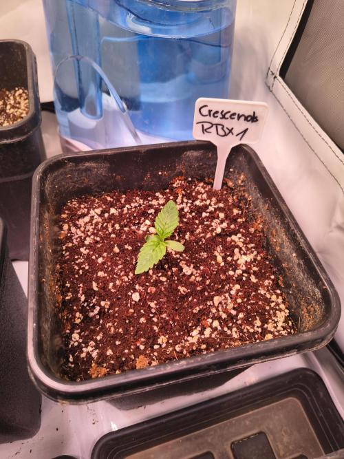 ETHOS GENETICS CRESCENDO RBX1 GROWSHOP. Week 1
