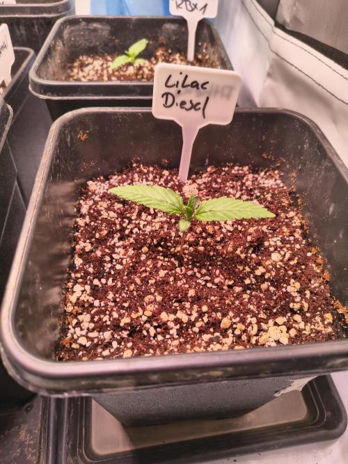 ETHOS GENETICS CRESCENDO RBX1 GROWSHOP. Week 1