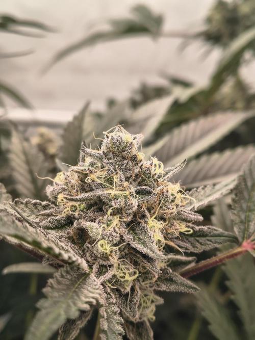 Lemon Cherry gelato backbackboyz Barneys. Week 8