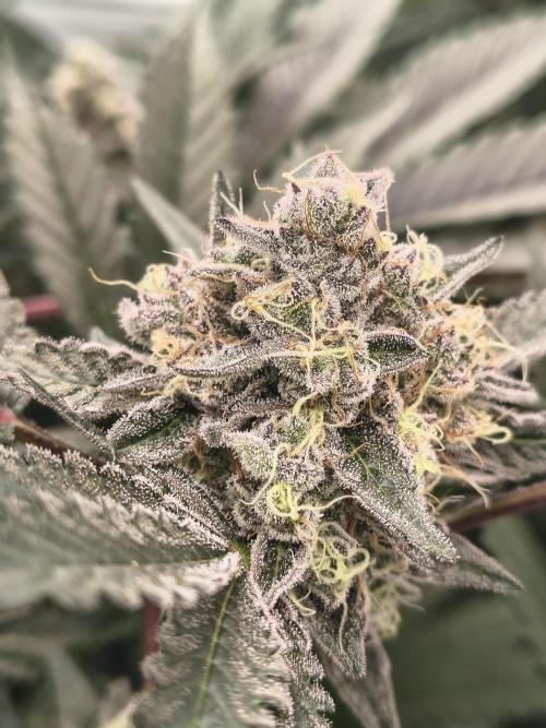 Lemon Cherry gelato backbackboyz Barneys. Week 8