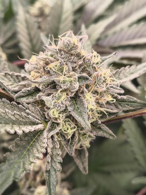 Lemon Cherry gelato backbackboyz Barneys. Week 8