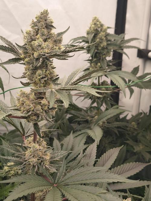 Lemon Cherry gelato backbackboyz Barneys. Week 8