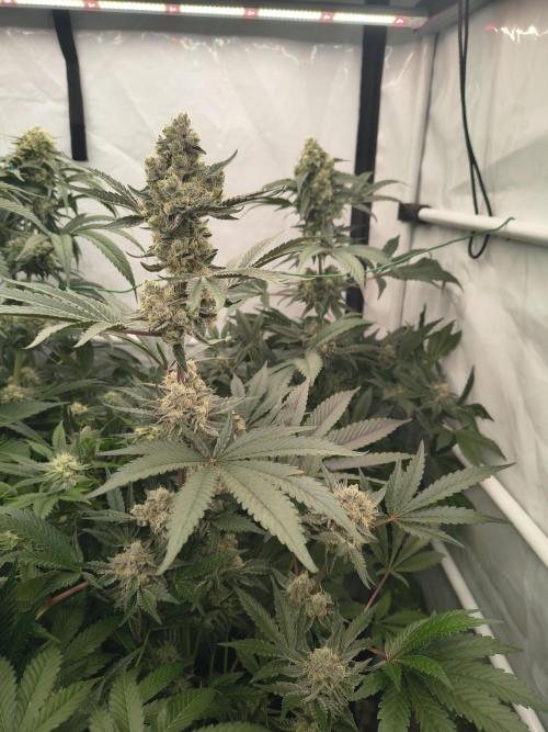 Lemon Cherry gelato backbackboyz Barneys. Week 8