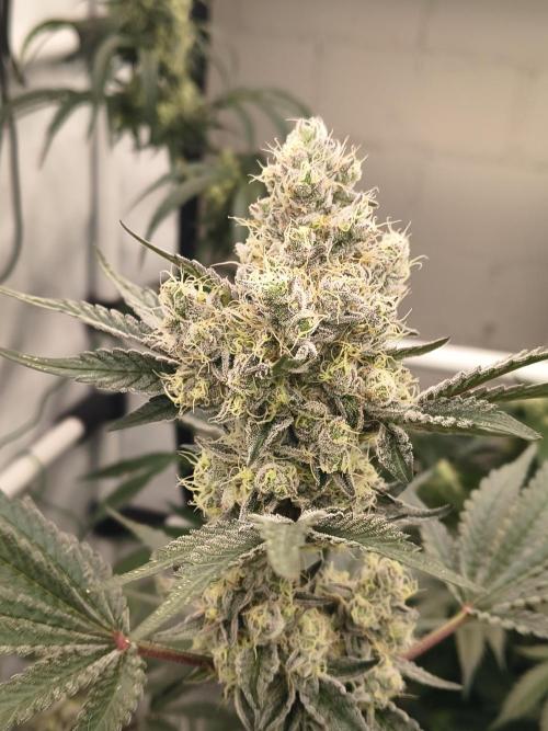 Lemon Cherry gelato backbackboyz Barneys. Week 8