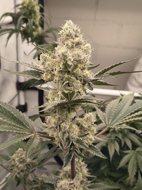 Lemon Cherry gelato backbackboyz Barneys. Week 8