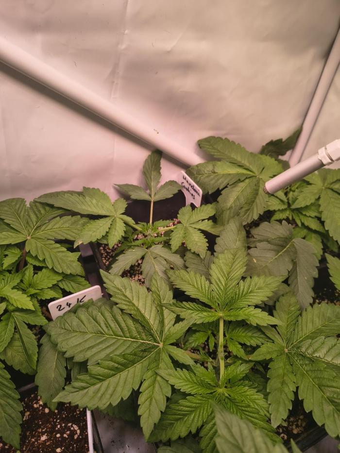 DNA GENETICS SNACK PACK ATHENA AG. Week 3