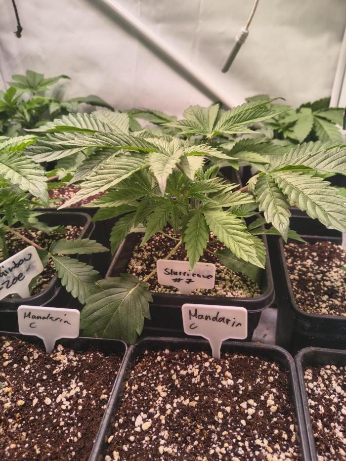 ETHOS GENETICS CRESCENDO RBX1 GROWSHOP. Week 3