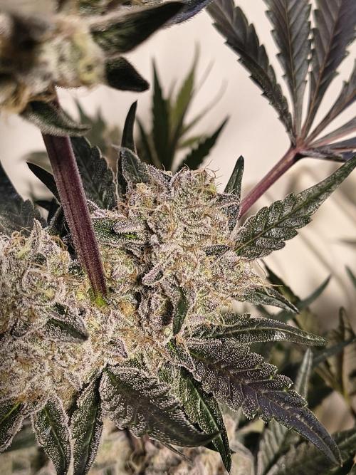 Lemon Cherry gelato backbackboyz Barneys. Week 9