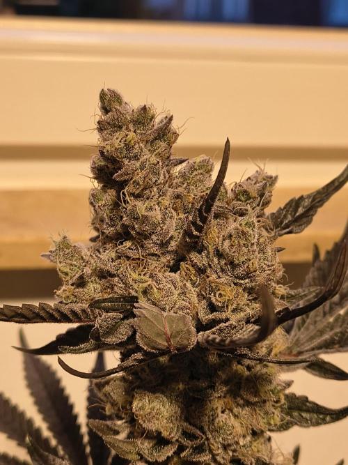 Lemon Cherry gelato backbackboyz Barneys. Week 9