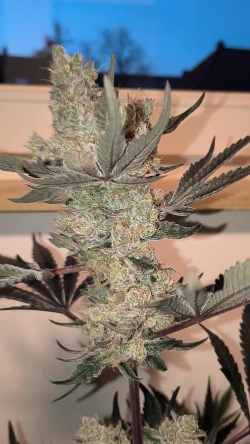 Lemon Cherry gelato backbackboyz Barneys