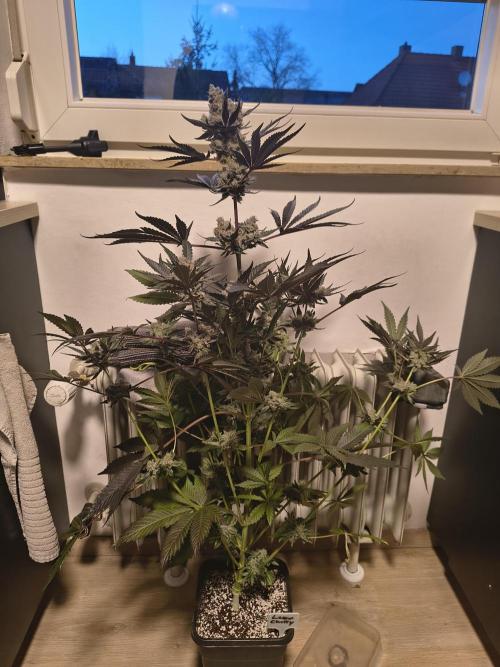 Lemon Cherry gelato backbackboyz Barneys. Week 9