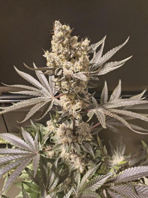 Lemon Cherry gelato backbackboyz Barneys. Week 9
