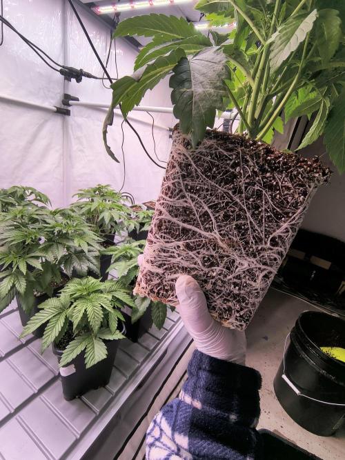 DNA GENETICS SNACK PACK ATHENA AG. Week 4
