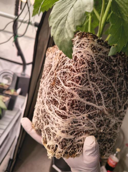 DNA GENETICS SNACK PACK ATHENA AG. Week 4