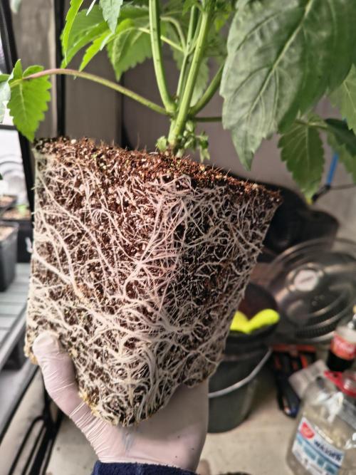 DNA GENETICS SNACK PACK ATHENA AG. Week 4