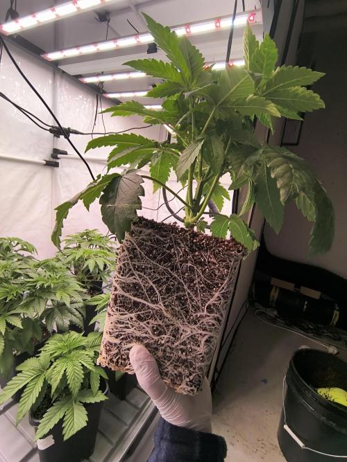 DNA GENETICS SNACK PACK ATHENA AG. Week 4