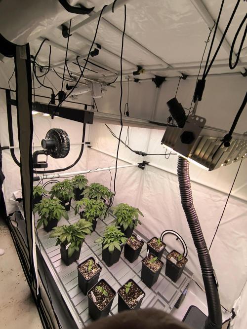DNA GENETICS SNACK PACK ATHENA AG. Week 4
