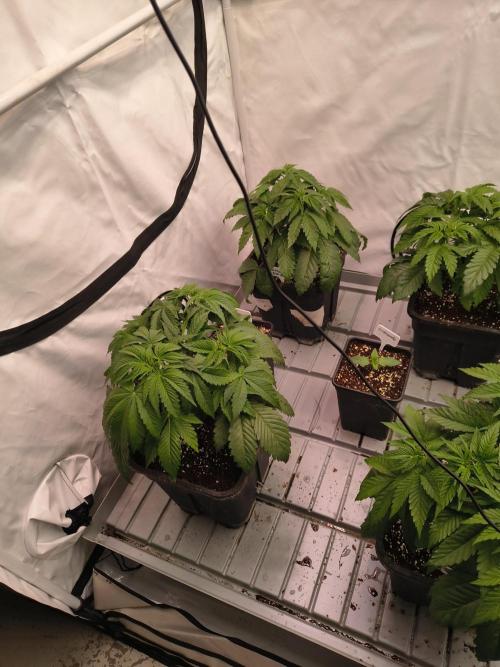 ETHOS GENETICS CRESCENDO RBX1 GROWSHOP. Week 4